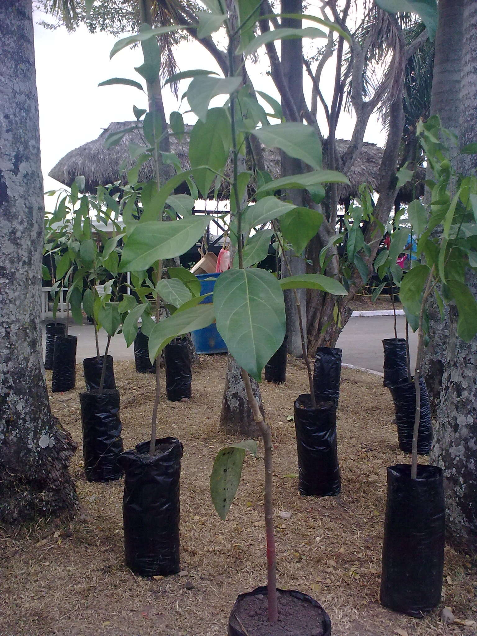 Imagem de Caryodendron orinocense H. Karst.