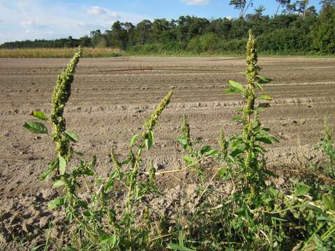 Image of redroot amaranth