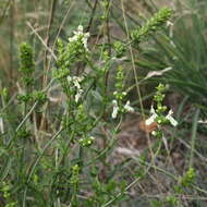 Image of stiff hedgenettle