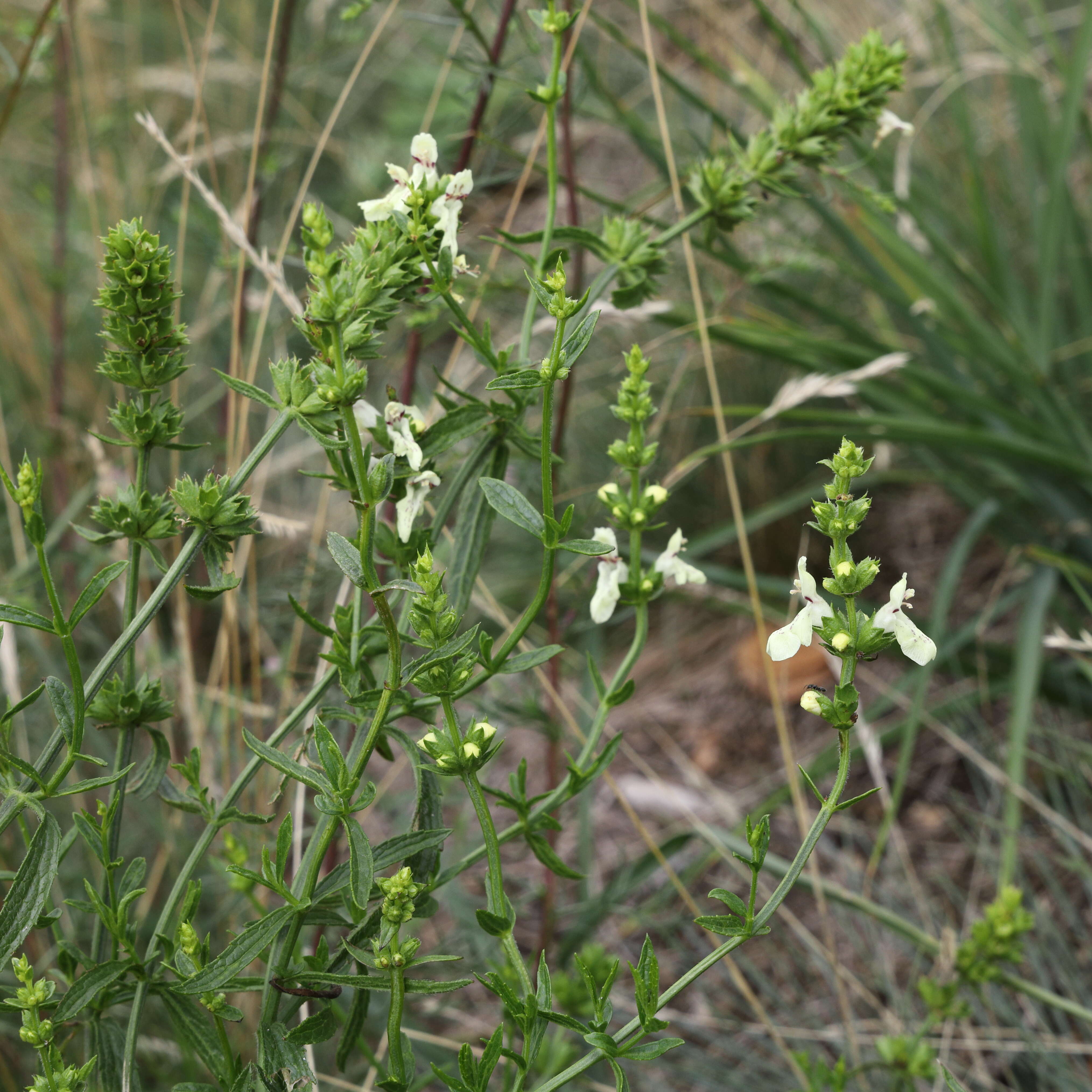 Image of stiff hedgenettle