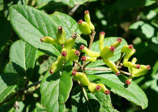 Image de <i>Viburnum burejaeticum</i>