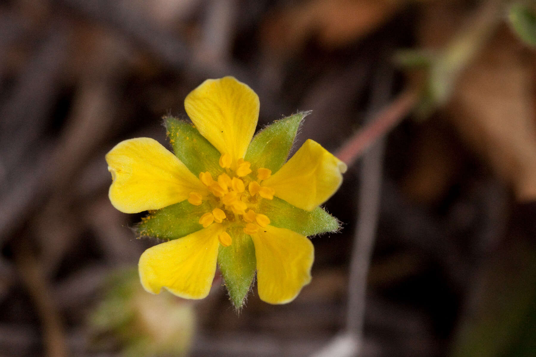 Image of silverweed