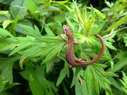 Image of Japanese Grass Lizard