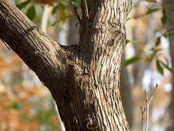 Image of mountain laurel