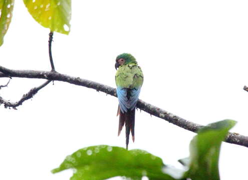 Image of Chestnut-fronted Macaw