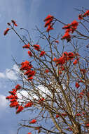 Image of Common Coral tree