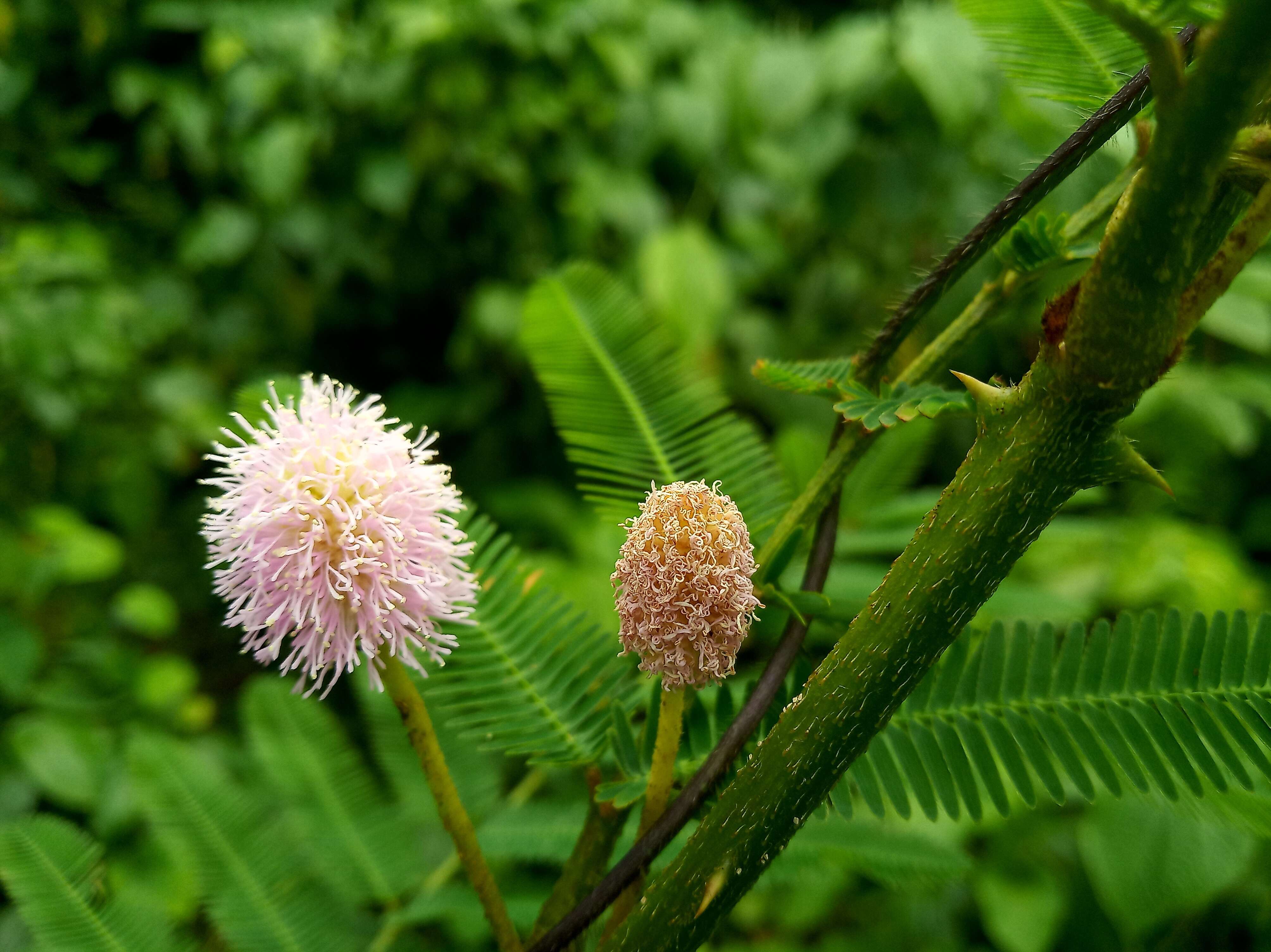 Plancia ëd Mimosa pigra L.