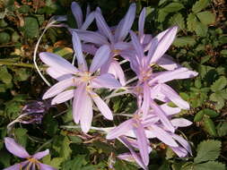 Image of Colchicum laetum Steven