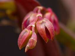 Image of Acianthera auriculata (Lindl.) Pridgeon & M. W. Chase