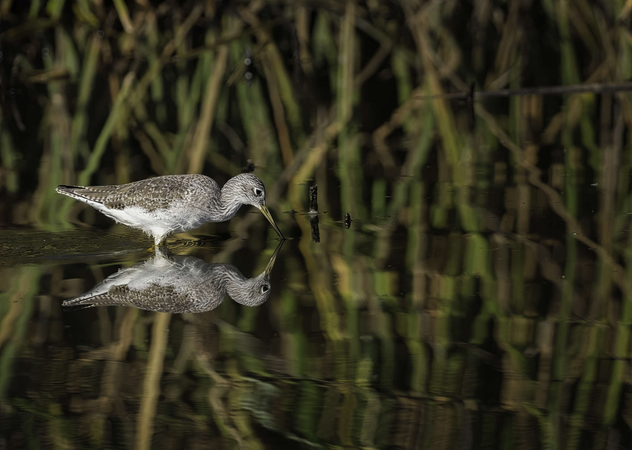 Image of Greater Yellowlegs