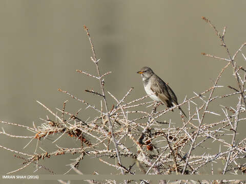 Image of Black-throated Thrush