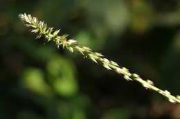 Image of Chaff-flower