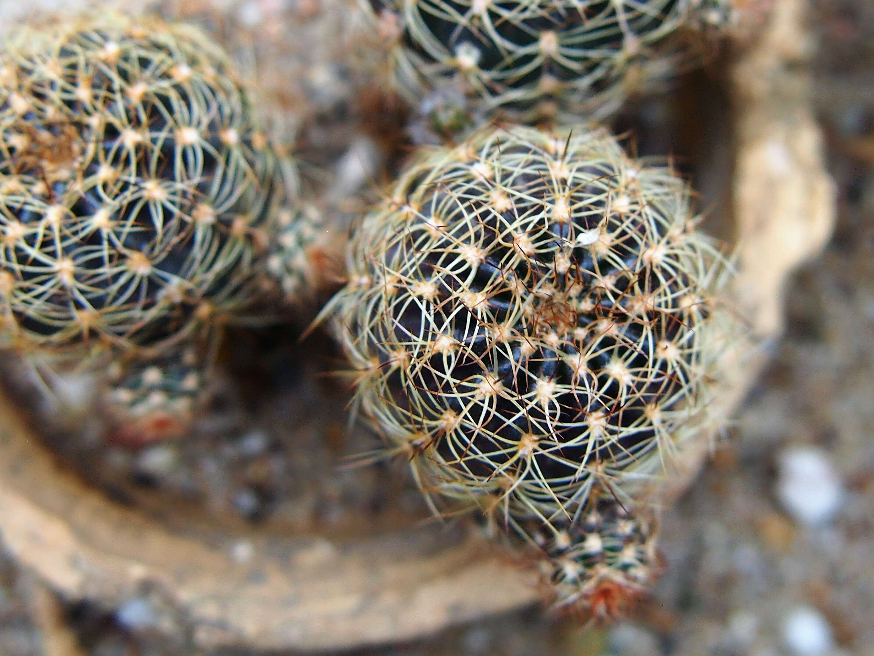 Image of Echinopsis arachnacantha (Buining & F. Ritter) H. Friedrich