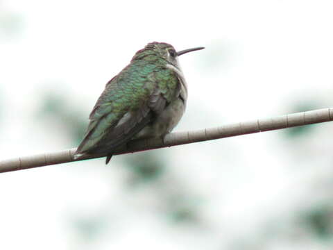 Image of Ruby-throated Hummingbird