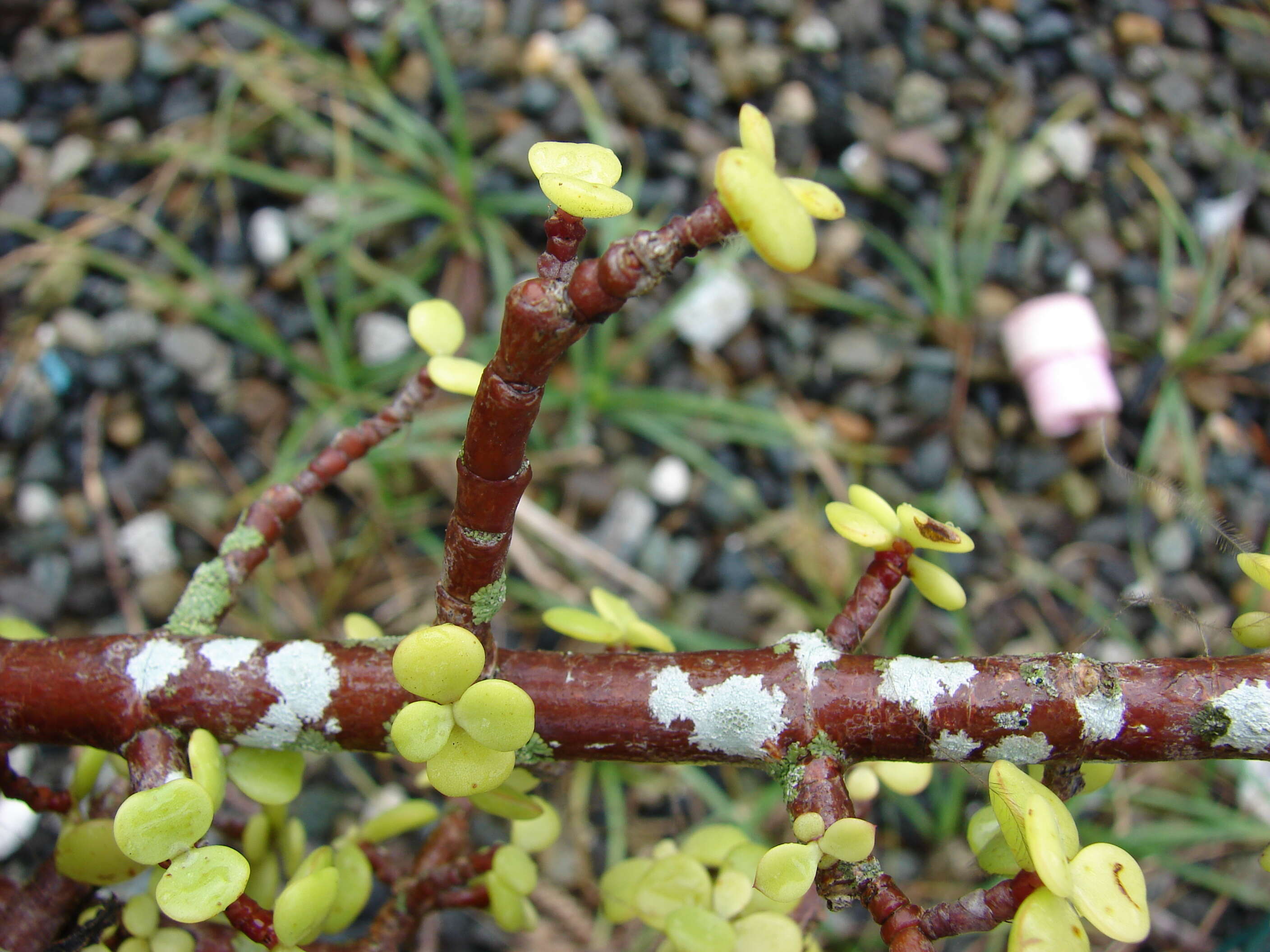 Image of portulacaria