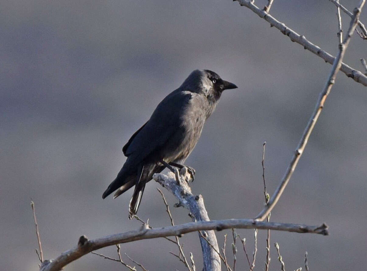 Image of Eurasian Jackdaw