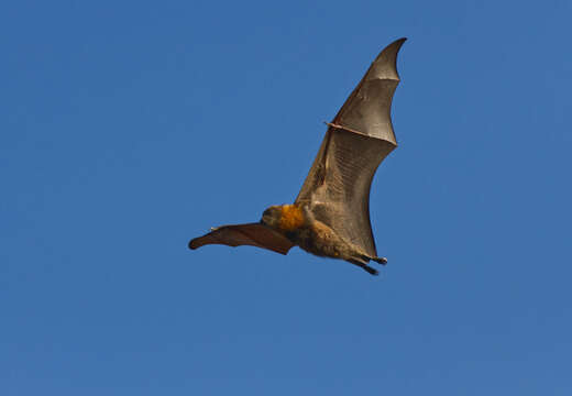 Image of Gray-headed Flying Fox