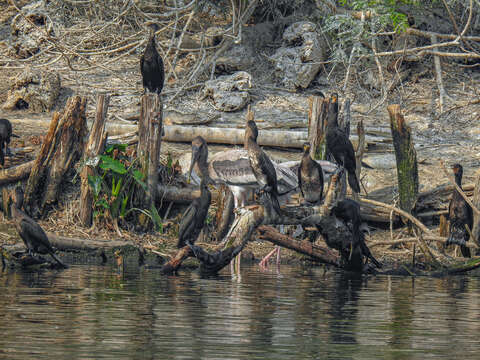 Image of Painted Stork