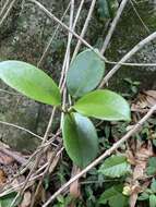 Image of Wax flower