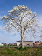 Image of Lily Tree