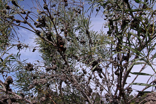 Image of orange wattle