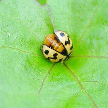 صورة Cheilomenes sexmaculata (Fabricius 1781)