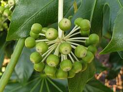 Image of fatsia