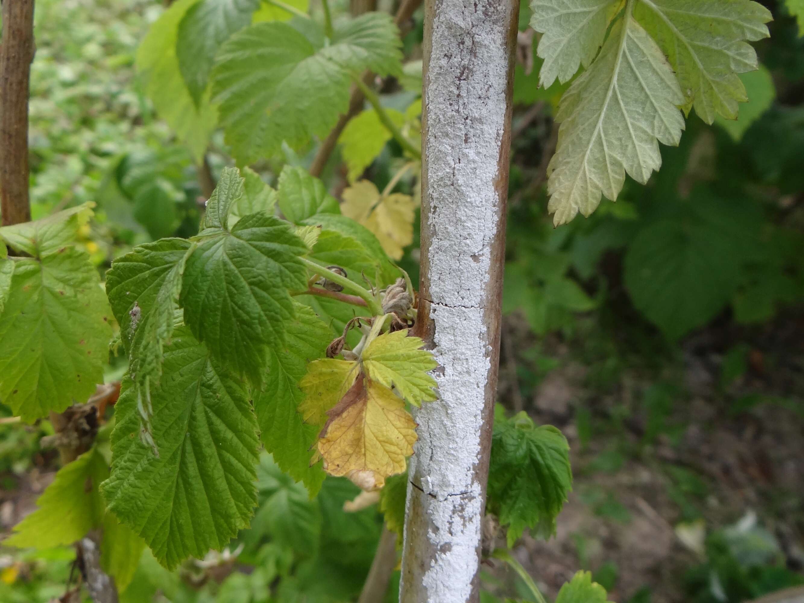 Didymella applanata (Niessl) Sacc. 1882 resmi