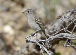 Image of American Dusky Flycatcher