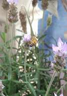 Image of English Lavendar