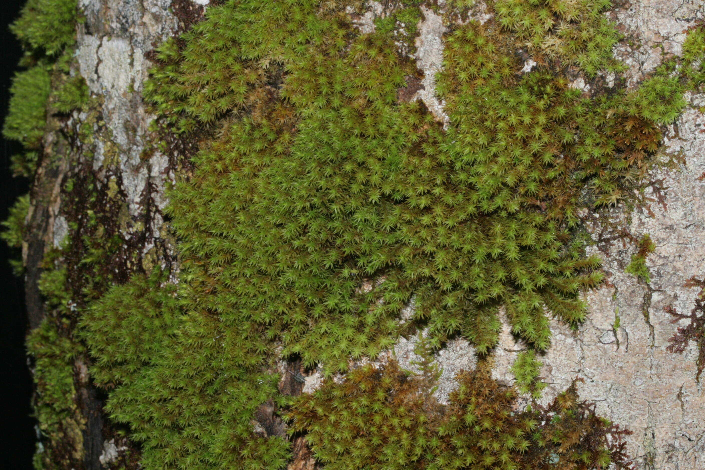 Image of Lyell's orthotrichum moss