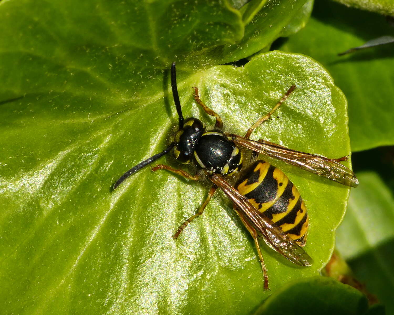 Image of Common wasp