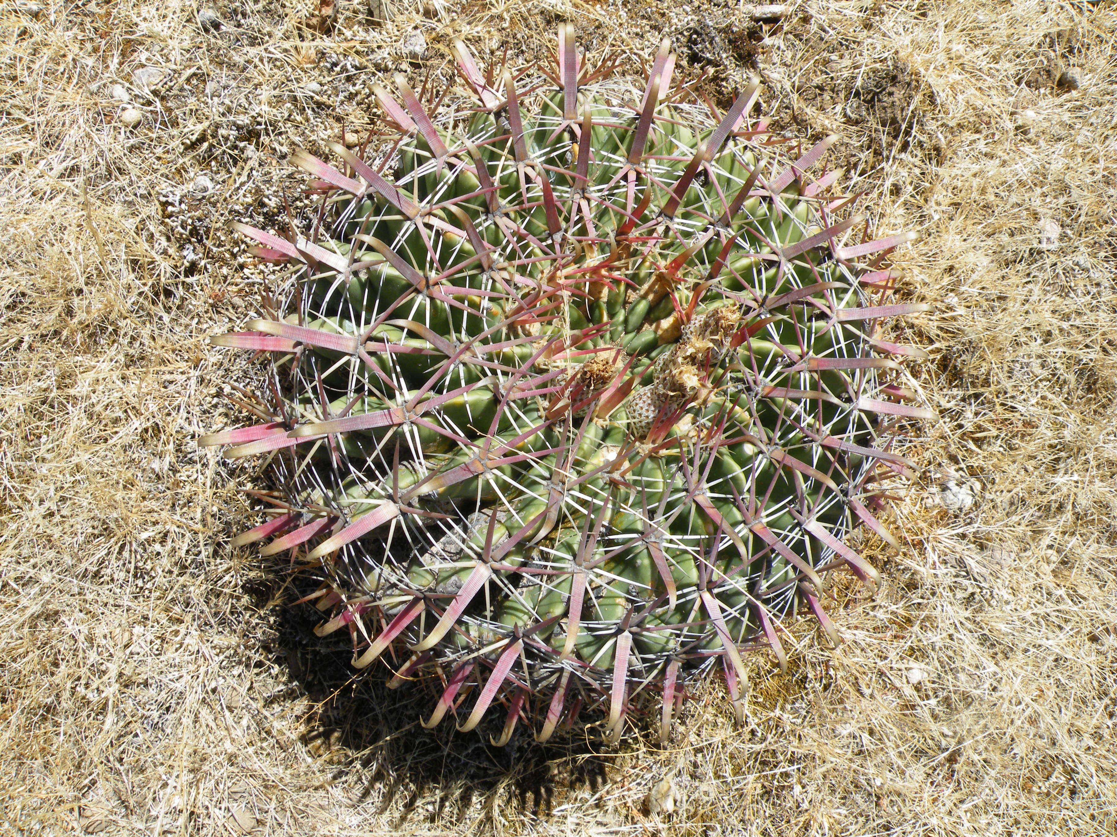 Image of Ferocactus latispinus (Haw.) Britton & Rose