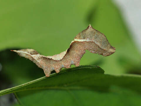 Image of oak hook-tip