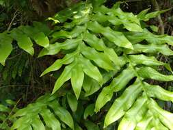 Image of basket fern