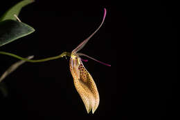 Image of Small-spotted Restrepia