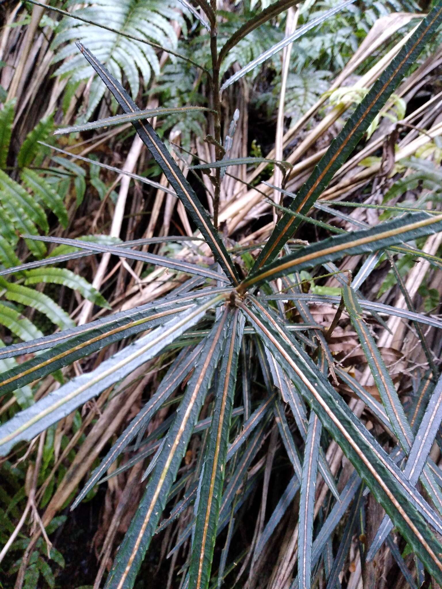 Image of pseudopanax