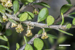 Image of Melicytus alpinus (Kirk) P. J. Garnock-Jones