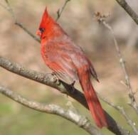 Image of Cardinalis Bonaparte 1838