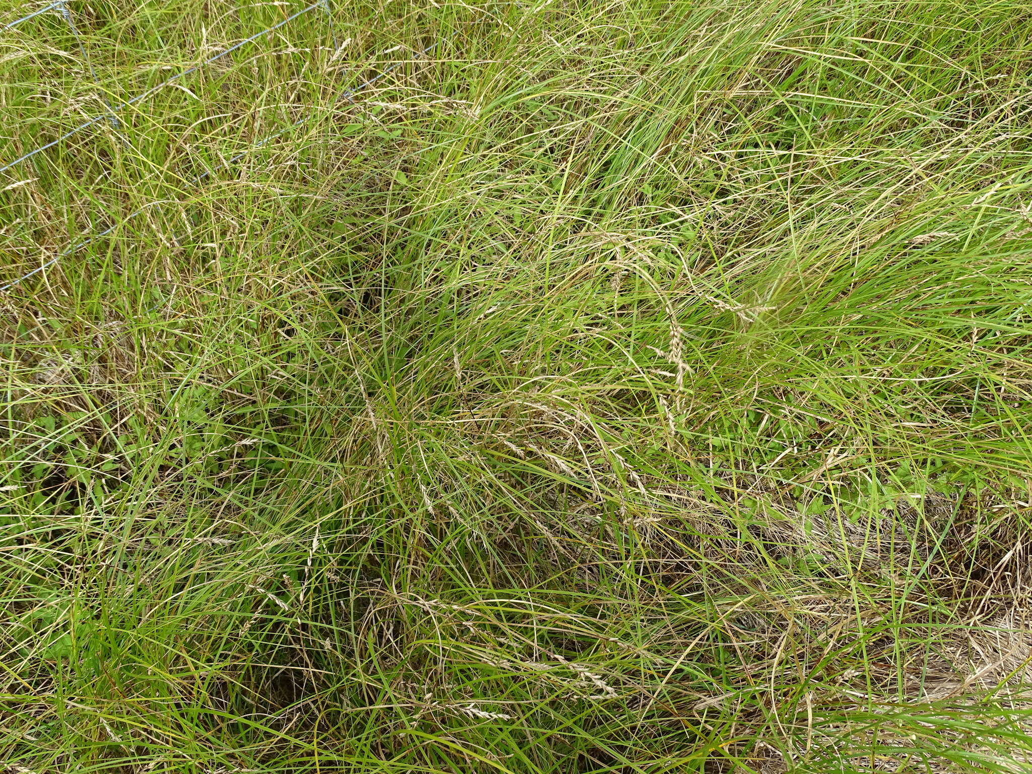 Image of Prairie sedge