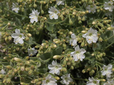 Image of desert wishbone-bush