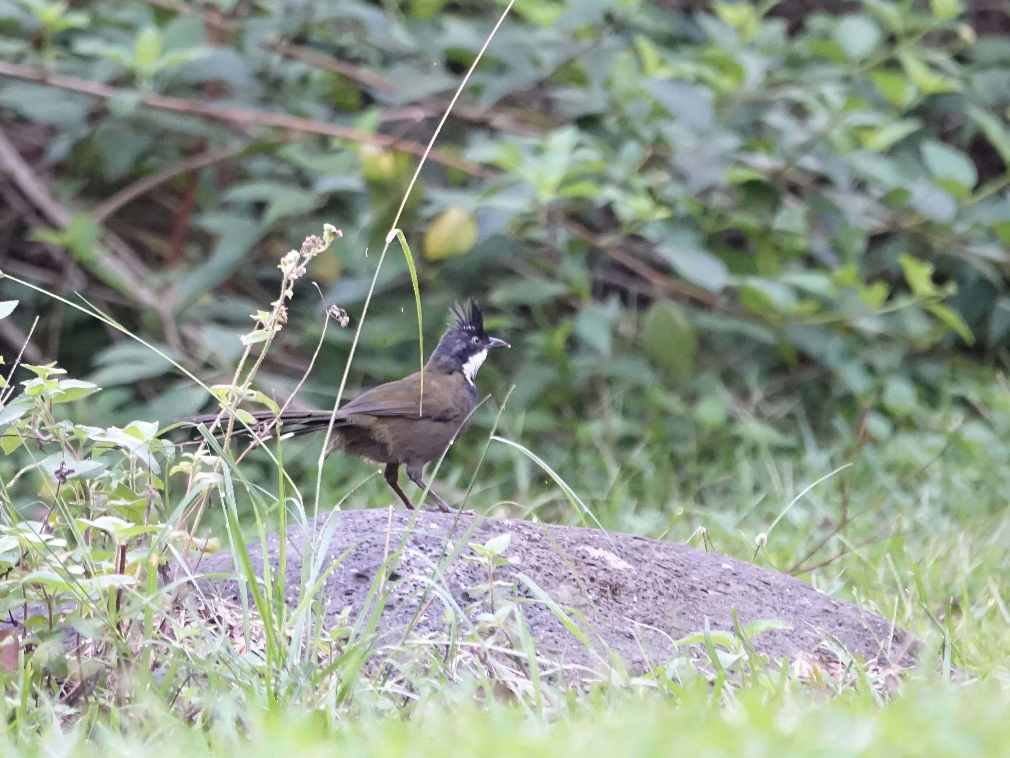 Image of Eastern Whipbird