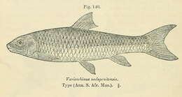 Слика од Labeobarbus nelspruitensis (Gilchrist & Thompson 1911)