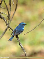 Image of Orange-flanked Bush-Robin