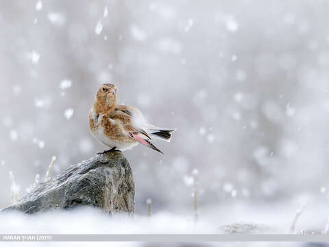 Image of Asian Crimson-winged Finch