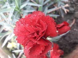 Image of carnation