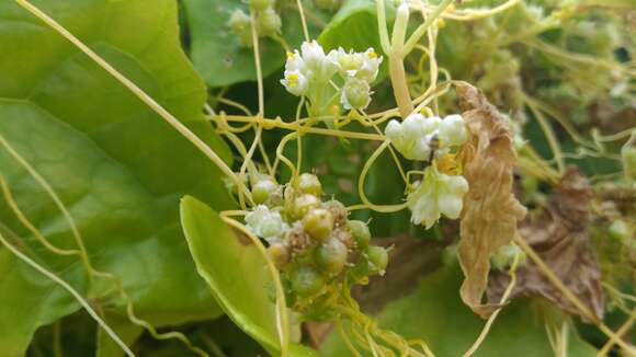 Image of giant dodder