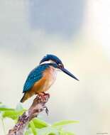 Image of Common Kingfisher