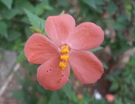 Imagem de Hibiscus hirtus L.