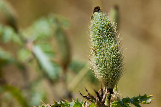 Image of pricklypoppy